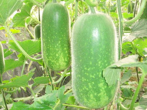 吃烧瓜减肥视频大全高清,跟着烧瓜减肥视频大全,高清教程助你健康瘦身