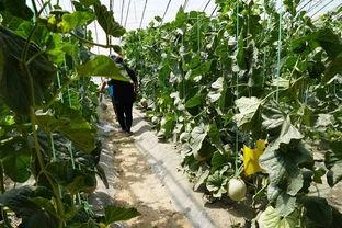 廊桥吃瓜视频,揭秘网络热点的背后故事